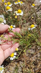 Oncosiphon africanus