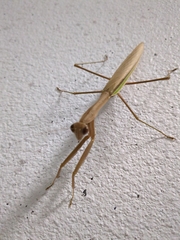 Tenodera aridifolia