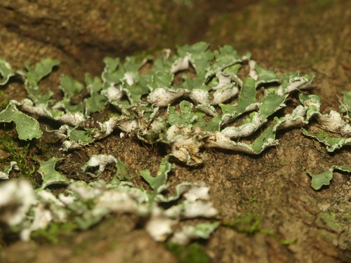 Yellow Ribbon Lichen