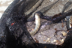 Sicyopterus
