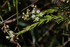 Platysace ericoides