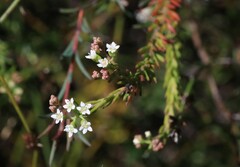 Platysace ericoides