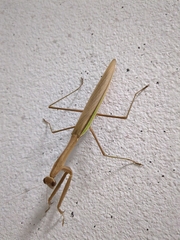 Tenodera aridifolia