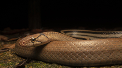 Coelognathus radiatus