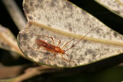 Ragwelellus suspectus