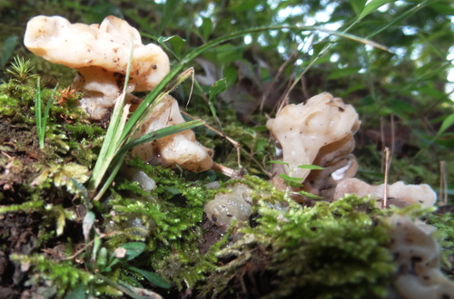 Sebacina reticulata image