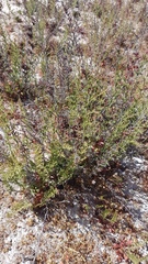 Limonium equisetinum