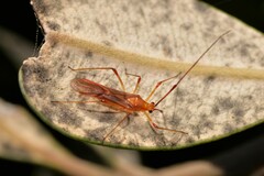 Ragwelellus suspectus