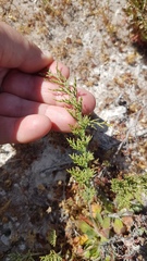Limonium equisetinum