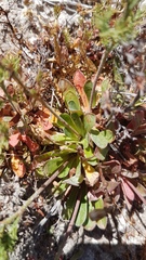 Limonium equisetinum