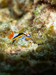 Chromodoris westraliensis