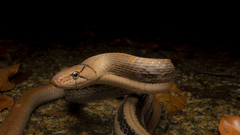 Coelognathus radiatus