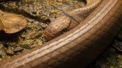 Coelognathus radiatus