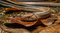 Coelognathus radiatus