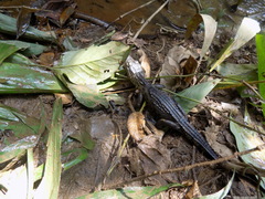 Crocodylus suchus