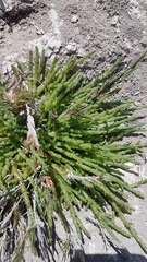 Salicornia natalensis