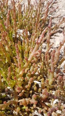 Salicornia natalensis