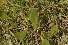 Scaevola calendulacea