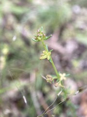 Asperula conferta