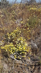 Oncosiphon africanus