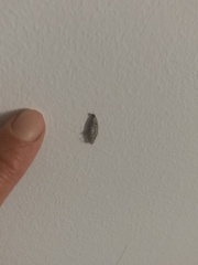 Tineinae