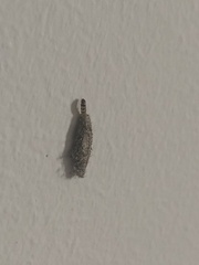 Tineinae