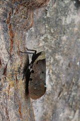 Penthicodes atomaria