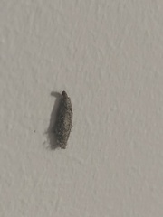 Tineinae