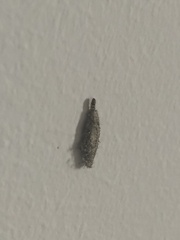 Tineinae