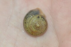 Fruticicola fruticum
