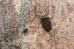 Penthicodes atomaria