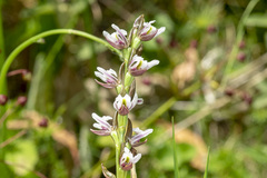 Prasophyllum suttonii