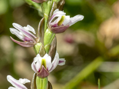 Prasophyllum suttonii