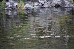 Ranunculus subrigidus