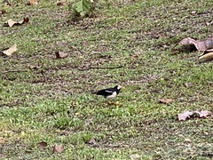 Gracupica floweri