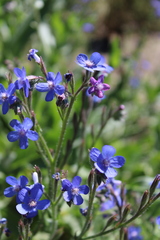 Anchusa azurea