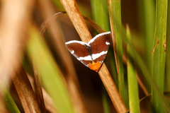 Buzara infractafinis