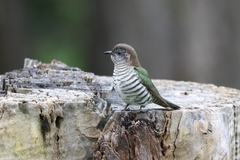 Chrysococcyx lucidus