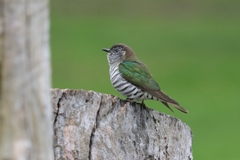 Chrysococcyx lucidus