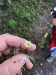 Ranunculus subrigidus