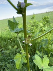 Malva verticillata