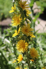 Scolymus hispanicus