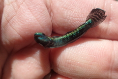 Stiphodon