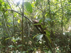 Phataginus tricuspis