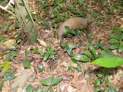 Phataginus tricuspis