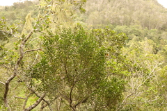 Maytenus undata