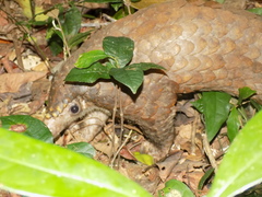 Phataginus tricuspis