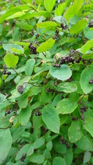 Spiraea chamaedryfolia
