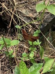 Neurothemis ramburii