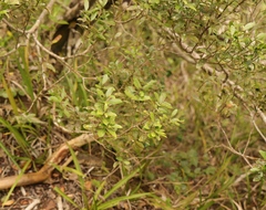 Maytenus undata